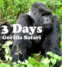 gorilla-safari