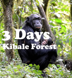 kibale-forest
