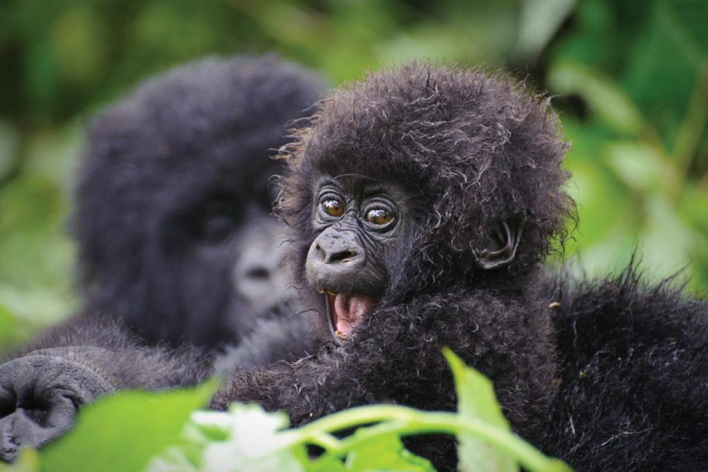Gorilla trekking safari in Bwindi forest