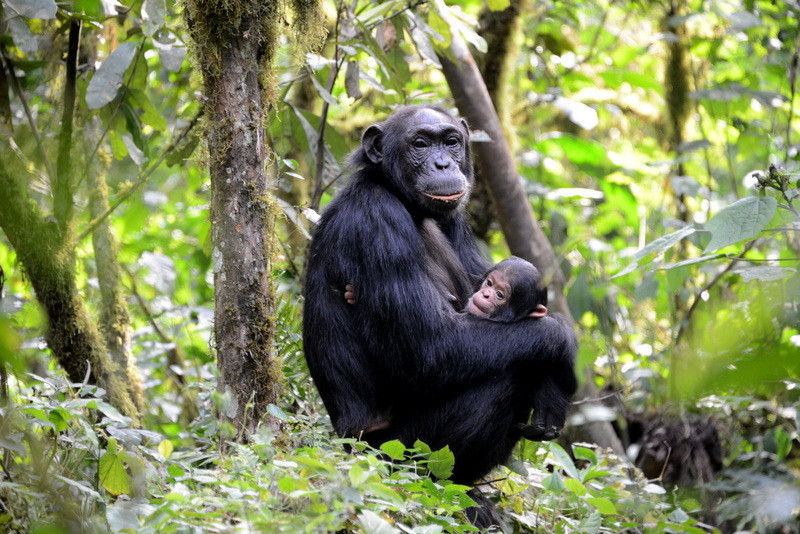 Chimpanzee tracking safari in Kibale forest